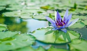prachtige paarse lotus, waterplant met reflectie in een vijver foto