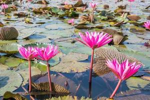 de prachtige bloeiende lotusbloem in het meer