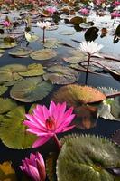 de zee van roze lotus, thailand foto
