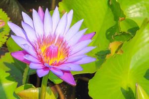paarse lotus