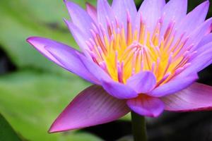 prachtige lotusbloem foto