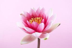 waterlelie, lotus op roze foto