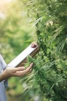 cannabisonderzoek, teelt van marihuana bloeiende cannabisplant als legaal medicinaal medicijn, kruid, klaar om te oogsten foto