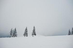 pijnbomen bedekt met sneeuw op de berg chomiak. prachtige winterlandschappen van de karpaten, oekraïne. vorst natuur. foto