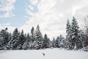 pijnbomen bedekt met sneeuw en eenzame hond. prachtige winterlandschappen. vorst natuur. foto