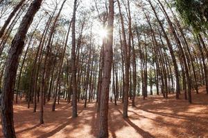 pijnbomen van onderen en zonlicht foto