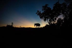 Azië olifant in het bos bij zonsondergang foto