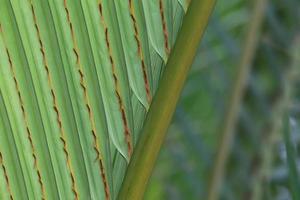 close-uptextuur en detail van nipa palmgebladerte foto