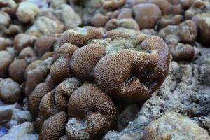 koralen in ondiep water tijdens eb foto