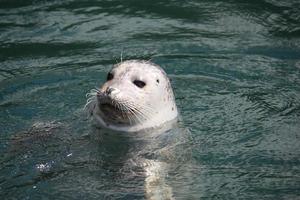 een gewone zeehond die water trapt foto