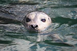 een gewone zeehond aan het zwemmen foto