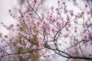 mooie bloemen sakura tulpen pioen rood roze blauw bokeh bloeiende boom foto