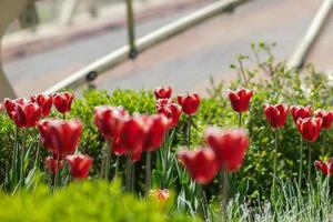 mooie bloemen sakura tulpen pioen rood roze blauw bokeh bloeiende boom foto