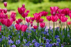 mooie bloemen sakura tulpen pioen rood roze blauw bokeh bloeiende boom foto