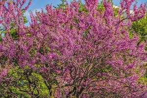 kersenbloesem sakura lentebloemen foto