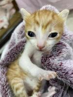 schattig oranje haar tabby pasgeboren kitten op de handdoek. pasgeboren binnenlandse kitten geïsoleerd. foto