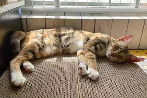 kleine oranje Cyperse kat slaapt in stilte op papier. schattige jonge kat slapen op een kartonnen doos achter het huis is een witte muur. ontspannen atmosfeer. scottish fold cat, focus op gezicht tijdens het slapen. foto