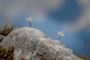 edelweiss bloeiend in de hoge bergen foto