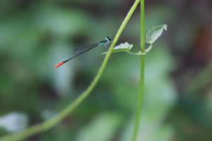 vliegend gevleugeld libelinsect neergestreken op een bladtak met een onscherpe achtergrondtextuur foto