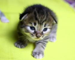 schattig en schattig katje met zacht bruin bont foto