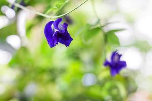 vlindererwtenbloemen zijn van nature prachtige blauwpaarse bloemen. het kan worden gebruikt als kleurstof voor levensmiddelen die anthocyanine bevat. foto