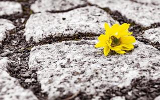 enkele gele bloem op een weg foto