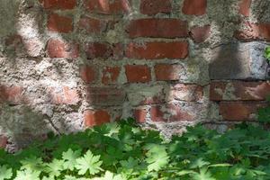 oude bakstenen muur met gras foto