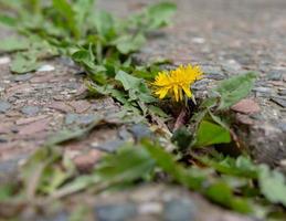 paardebloemen tussen een loopbrug foto