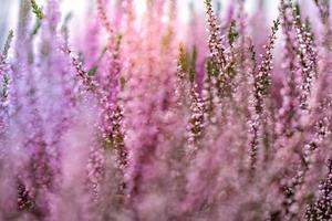 roze bloemen van bloeiende wilde plant foto