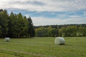 bos met veld in de herfst foto