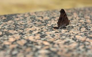 vlinder met gesloten vleugels foto