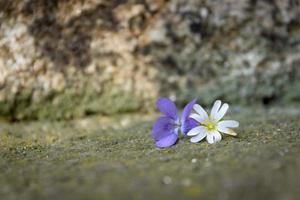 twee kleine violette en witte bloemen op de grond foto