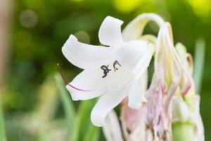 hippeastrum johnsonii bloemen foto