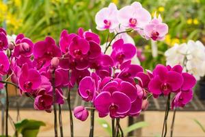 mooie paarse orchidee, phalaenopsis, in de tuin foto
