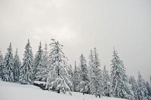 pijnbomen bedekt met sneeuw op de berg chomiak. prachtige winterlandschappen van de karpaten, oekraïne. vorst natuur. foto