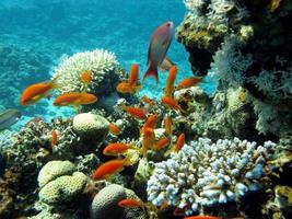 kleurrijke koraalrif met vissen anthias in tropische zee foto
