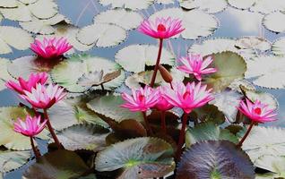 roze lotus