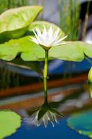 mooie witte bloem lelie lotus drijvend op het water foto