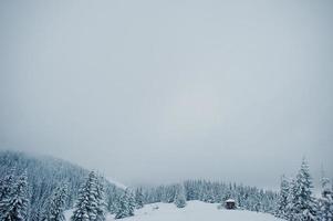 pijnbomen bedekt met sneeuw op de berg chomiak. prachtige winterlandschappen van de karpaten, oekraïne. majestueuze vorst natuur. foto