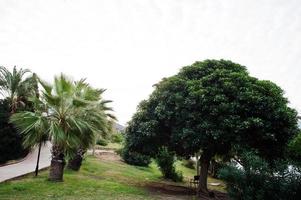 palmbomen tegen bewolkte hemel, mooie tropische achtergrond. foto