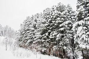 pijnbomen bedekt met sneeuw. prachtige winterlandschappen. vorst natuur. foto