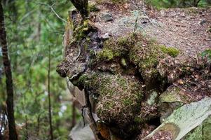 rotsachtige klif in groen bos in de karpaten. foto