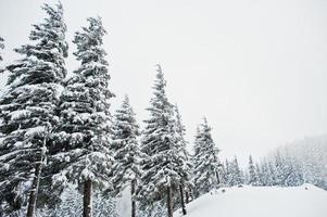 pijnbomen bedekt met sneeuw op de berg chomiak. prachtige winterlandschappen van de karpaten, oekraïne. vorst natuur. foto