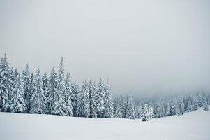 pijnbomen bedekt met sneeuw op de berg chomiak. prachtige winterlandschappen van de karpaten, oekraïne. vorst natuur. foto