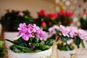 altviool of violette bloemen op potten in de winkel. foto