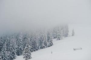 pijnbomen bedekt met sneeuw op de berg chomiak. prachtige winterlandschappen van de karpaten, oekraïne. majestueuze vorst natuur. foto