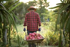 lachende aziatische boeren in drakenfruitplantages, boeren die producten plukken foto
