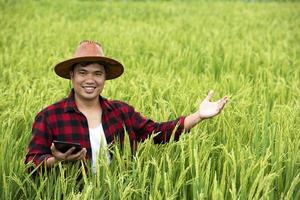 een boer in een rijp tarweveld plant een oogstactiviteit, een mannelijke agronoom is gelukkig in een rijstveld. foto