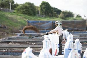 landbouwvrouw die vissen voedt langs de Thaise Mekong-rivier, tilapia foto