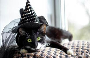 zwarte kat met heksenhoed voor Halloween. geïsoleerd op witte achtergrond foto